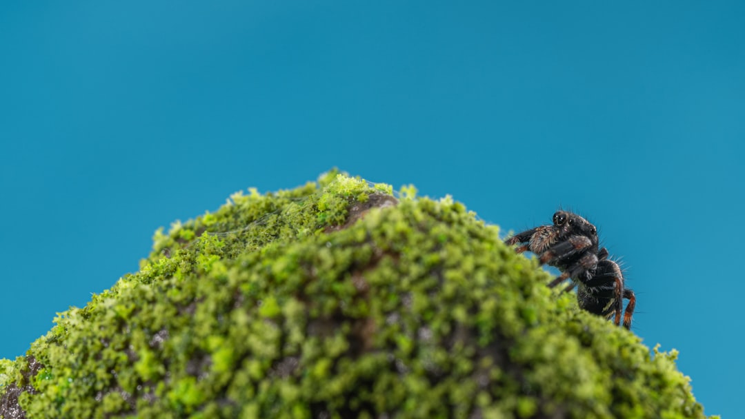 A fuzzy green mossy rock with a spider