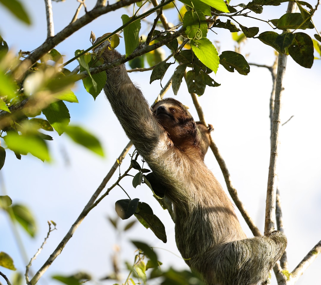 Un paresseux accroché à une branche dans la canopée d'une forêt tropicale du Costa Rica
