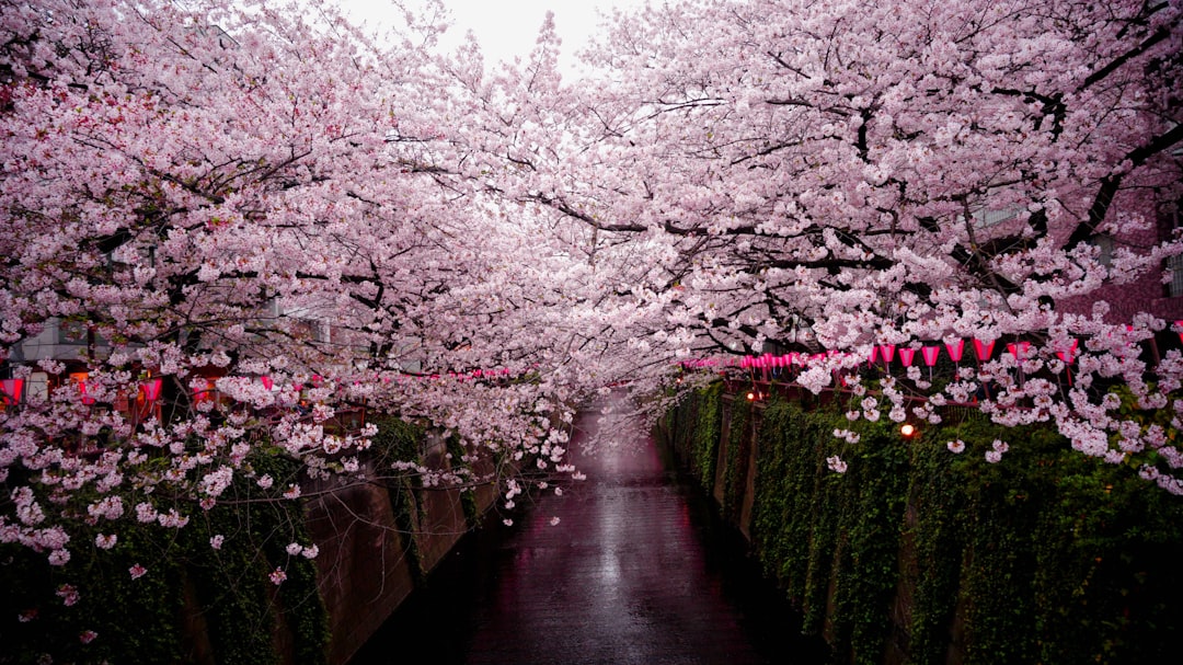 Allée de cerisiers en fleurs au Japon au printemps