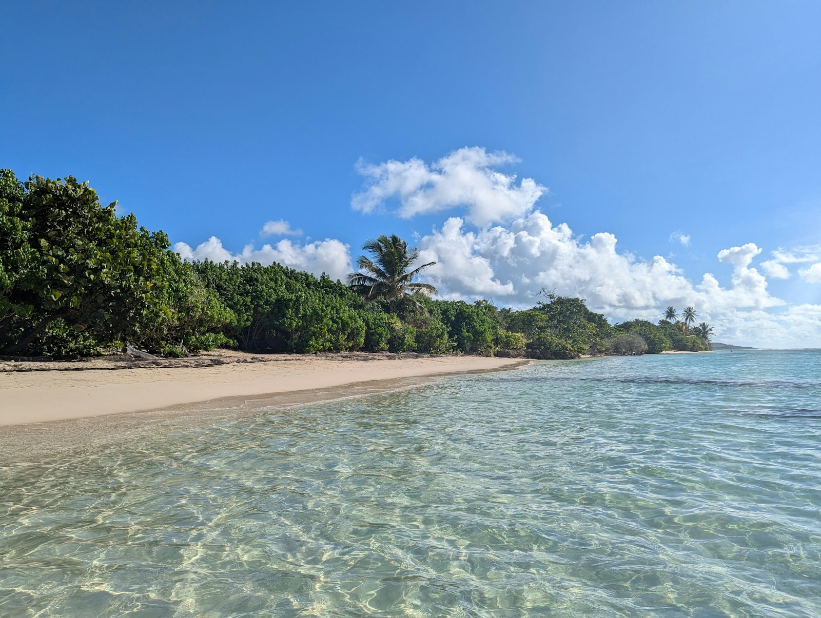 Eau turquoise et raisiniers au bord d'une plage du nord de la Grande-Terre, Guadeloupe