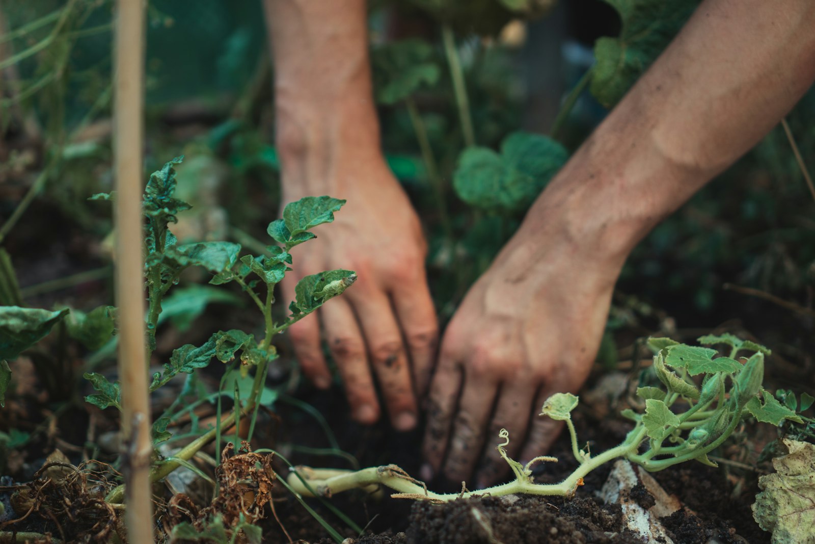 Une personne tenant une jeune pousse d'arbre avant de la planter