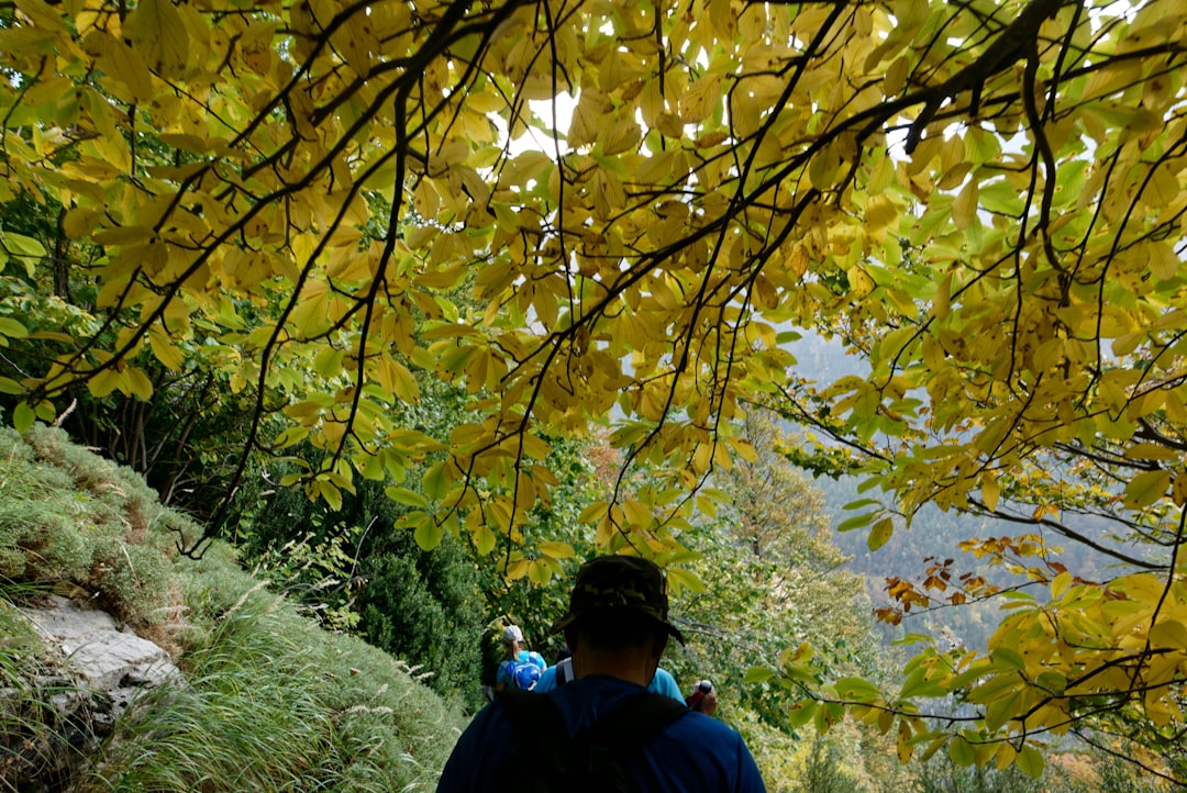 Randonneur seul traversant une forêt pyrénéenne aux couleurs d'automne