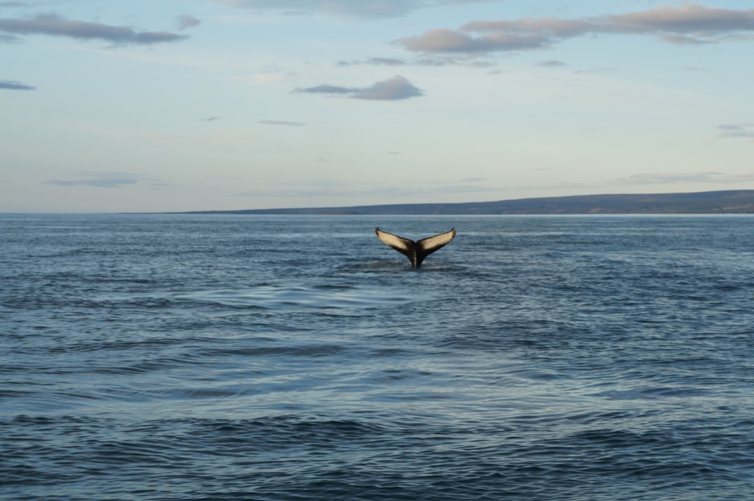 Whale tail diving into the ocean water.